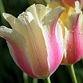 Pink and White Tulips