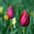 Red Tulips