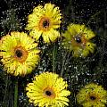 Yellow Gerbera Daisies in the Rain